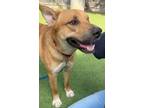 Adopt GERRY a Black Mouth Cur, Mixed Breed