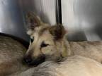 Adopt THOMAS a Jindo, Mixed Breed