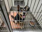 Adopt A069685 a German Shepherd Dog
