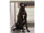 Adopt RICKY a Great Dane