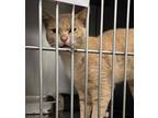 Adopt Chatter a Domestic Short Hair