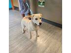 Adopt Rocky a Labrador Retriever