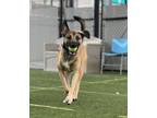 Adopt Max a German Shepherd Dog