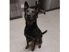 Adopt Buzzard a Dutch Shepherd