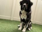 Adopt MAXIMUS a Leonberger, Mixed Breed