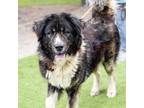 Adopt MAXIMUS a Leonberger, Mixed Breed