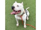 Adopt DILL a Pit Bull Terrier