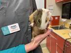 Adopt VINCENT a Guinea Pig
