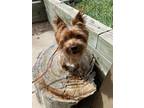 Adopt Chili a Yorkshire Terrier