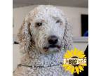 Adopt Moses a Standard Poodle