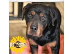 Adopt Benzo a Rottweiler