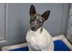 Adopt Moby a Rat Terrier