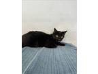 Adopt TOOTHLESS a Domestic Short Hair