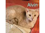 Adopt Alvin 2 a Domestic Short Hair