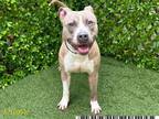 Adopt TUCKER a Pit Bull Terrier, Mixed Breed