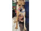 Adopt Jar Jar Barks a Italian Greyhound, Mixed Breed