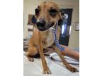 Adopt Luke Skybarker a Italian Greyhound, Mixed Breed