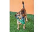 Adopt ZIGGY a Bloodhound, Mixed Breed