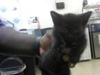 Adopt HAPPY FEET a Domestic Short Hair