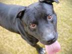 Adopt HODGES a American Staffordshire Terrier, Mixed Breed