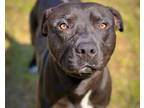 Adopt HARVEY a Pit Bull Terrier, Mixed Breed