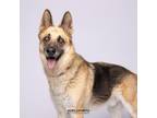 Adopt Hunter 2 a German Shepherd Dog