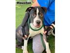 Adopt HOUSTON a Pit Bull Terrier