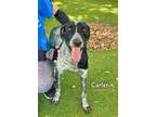 Adopt CARTER a German Shorthaired Pointer, Mixed Breed