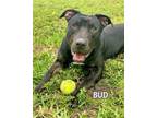 Adopt BUD a Pit Bull Terrier