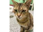 Adopt EXCALIBER a Domestic Short Hair