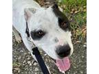 Adopt Bruno a Pointer, Pit Bull Terrier