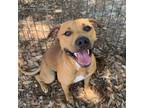 Adopt Hemingway a Mixed Breed