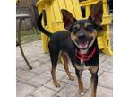 Adopt BillyBob a Manchester Terrier, German Pinscher
