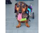 Adopt Rowdy a Dachshund