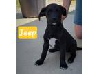 Adopt Jeep a Labrador Retriever