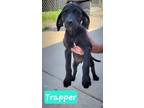Adopt Trapper a Labrador Retriever