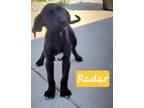 Adopt Radar a Labrador Retriever