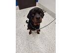Adopt Hugo-ADOPTED a Rottweiler, Mixed Breed