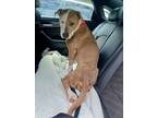 Adopt Archie - ADOPTED a Pit Bull Terrier, Mixed Breed