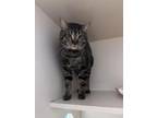 Adopt Toger a Domestic Short Hair