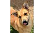 Adopt Echo a Shepherd, Golden Retriever