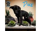 Adopt Pike a Black Labrador Retriever