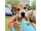 Adopt Pineapple a Hound, Mixed Breed