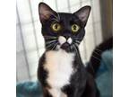 Adopt Brian a Domestic Short Hair