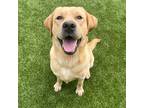 Adopt Dewey a Labrador Retriever