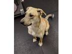 Adopt Rocco 41243 a Labrador Retriever