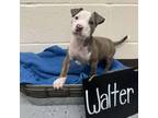 Adopt Walter a Pit Bull Terrier