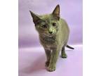 Adopt Luigi a Domestic Medium Hair, Domestic Short Hair