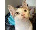 Adopt Dax a Domestic Short Hair