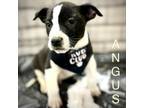 Adopt Angus a Pit Bull Terrier